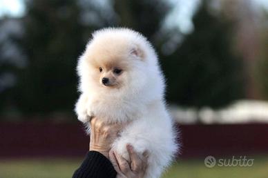 Volpino Pomerania spitz