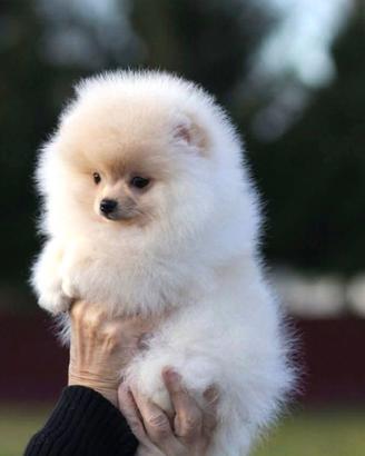 Volpino Pomerania spitz