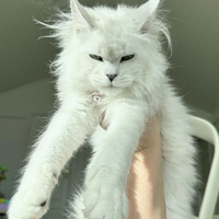 Cuccioli di Maine Coon Linee Estere Top Genealogia