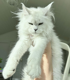 Cuccioli di Maine Coon Linee Estere Top Genealogia