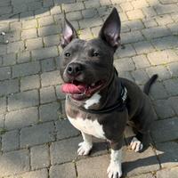 Amstaff blu puro con pedigree enci alta genealogia