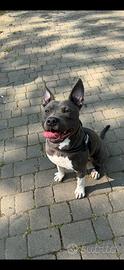 Amstaff blu puro con pedigree enci alta genealogia