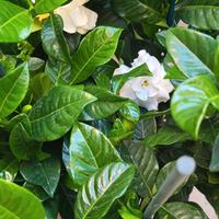 pianta gardenia resistente al freddo del nord