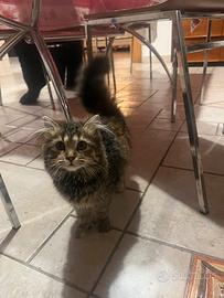 Gatto siberiano sverminata e vaccinata