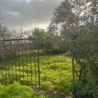 Terreno agricolo Selargius piantumato