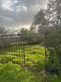 Terreno agricolo Selargius piantumato
