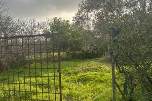 Terreno agricolo Selargius piantumato