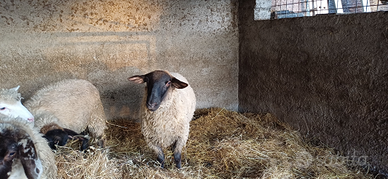 Montone Suffolk agnellone