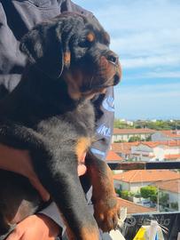 Cucciola di rottweiler