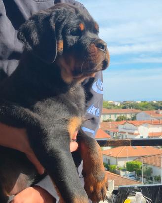 Cucciola di rottweiler