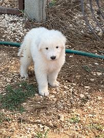 Pastore abruzzese cucciolo