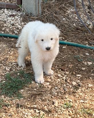 Pastore abruzzese cucciolo