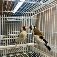 Coppie Cardellini mayor