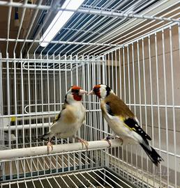 Coppie Cardellini mayor