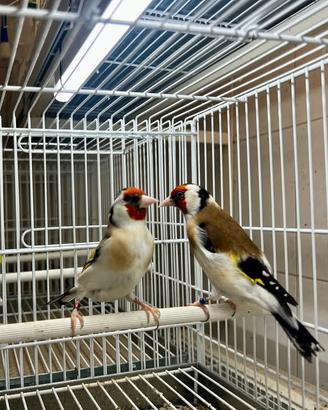 Coppie Cardellini mayor