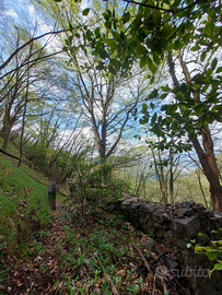 Bosco ceduo ZOGNO (BG)