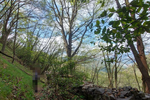 Bosco ceduo ZOGNO (BG)