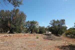 TER. RESIDENZIALE A OSTUNI