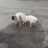 Setter inglese con pedigree