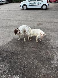 Setter inglese con pedigree