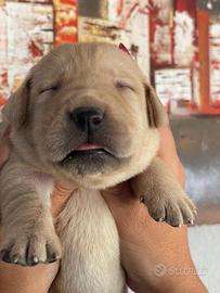 Cuccioli di Labrador retriever con Pedigree Enci