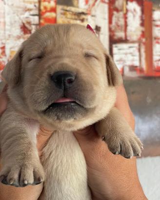 Cuccioli di Labrador retriever con Pedigree Enci