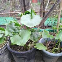 vasi   di  calle   colore   bianco