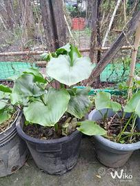 vasi   di  calle   colore   bianco