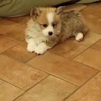 Welsh Corgi Pembroke