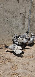 Galline appenzeller 6 mesi