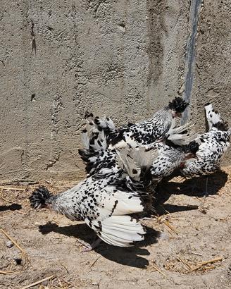 Galline appenzeller 6 mesi