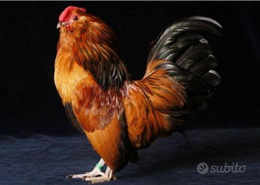 Galletti barbuti d'aversa