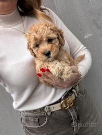 Barboncino Albicocca Toy