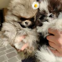 Spitz di Pomerania nano