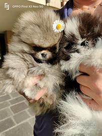 Spitz di Pomerania nano