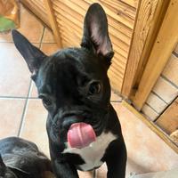 Cucciolo bulldog francese