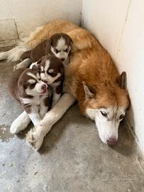 Splendidi cuccioli di siberian Husky