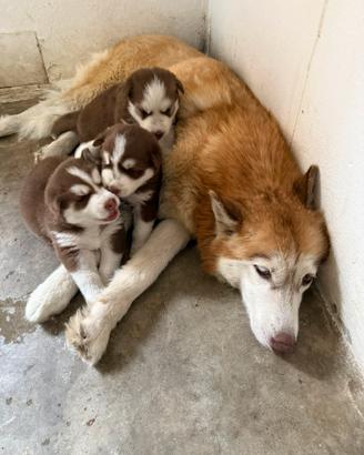 Splendidi cuccioli di siberian Husky