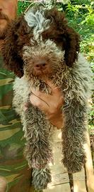 Cucciolo Lagotto Romagnolo