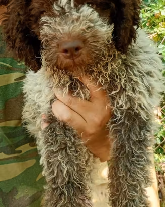 Cucciolo Lagotto Romagnolo