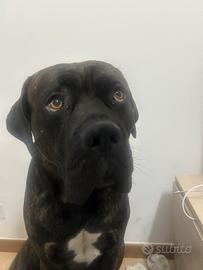 Cane corso