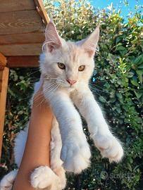 Maine Coon