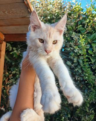 Maine Coon