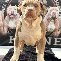 Americanbully XL
