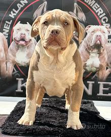 Americanbully XL