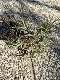 Tillandsia bergeri, pianta aerea