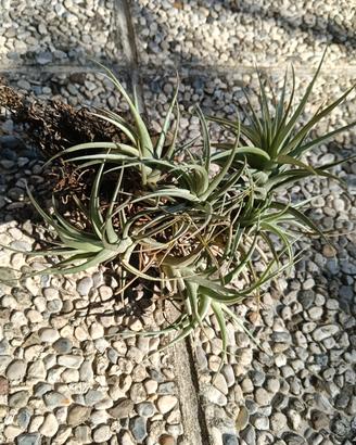 Tillandsia bergeri, pianta aerea