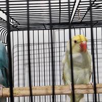 Parrocchetti Dal Collare