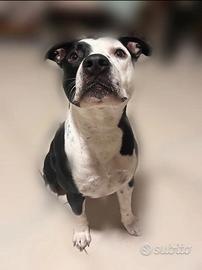 Amstaff maschio 1,3 anni