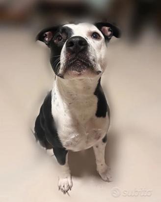 Amstaff maschio 1,3 anni